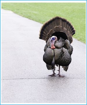 A tom turkey walking on a sidewalk. Who knows why? 